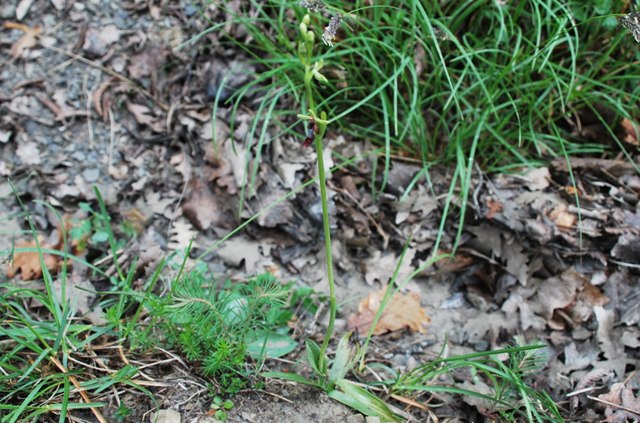 Ophrys insectifera